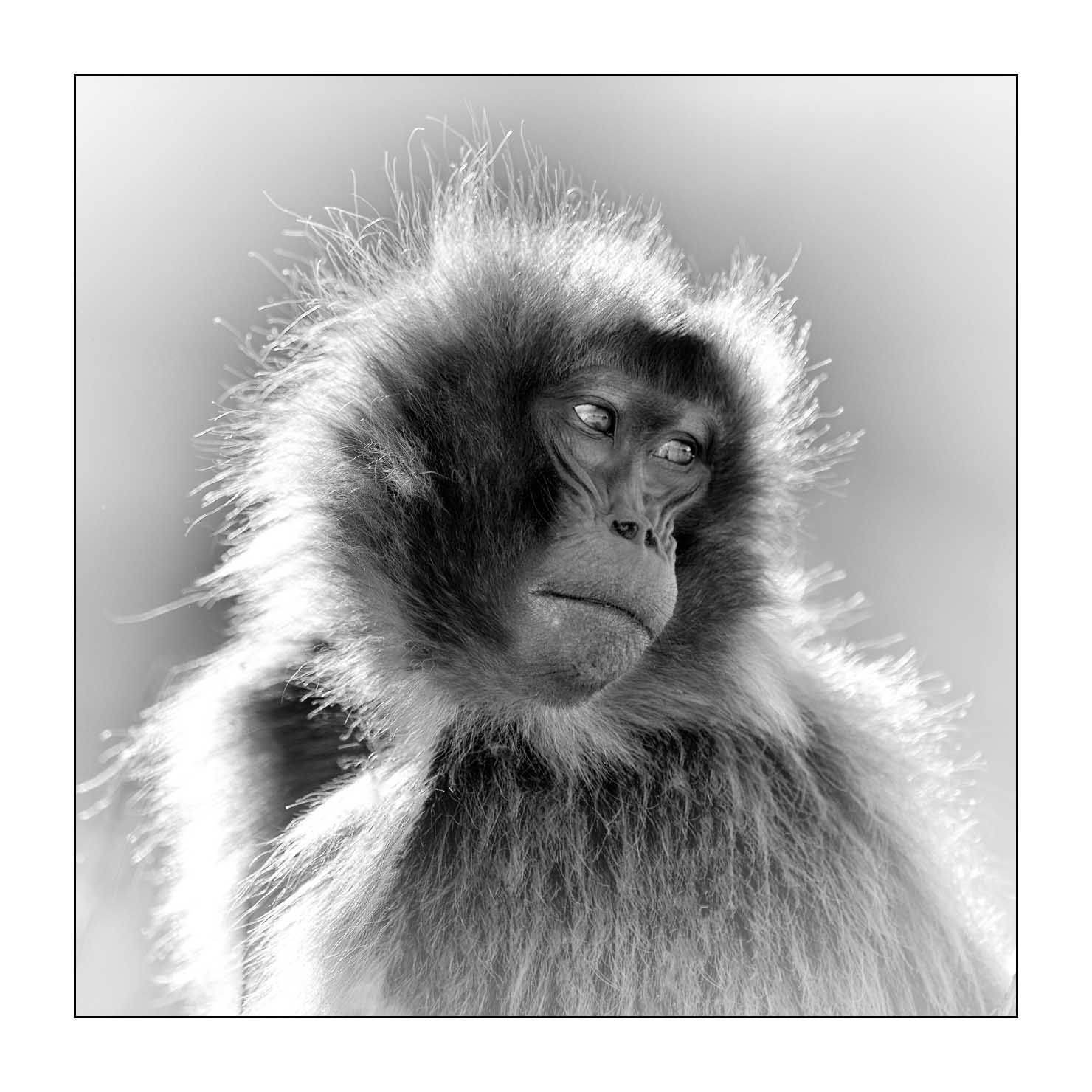 nuances-de-noirs-et-de-blancs/032-portraits-de-geladas/fr/03-gelada-en-ethiopie-en-noir-et-blanc-20181111ETHGEL0362B