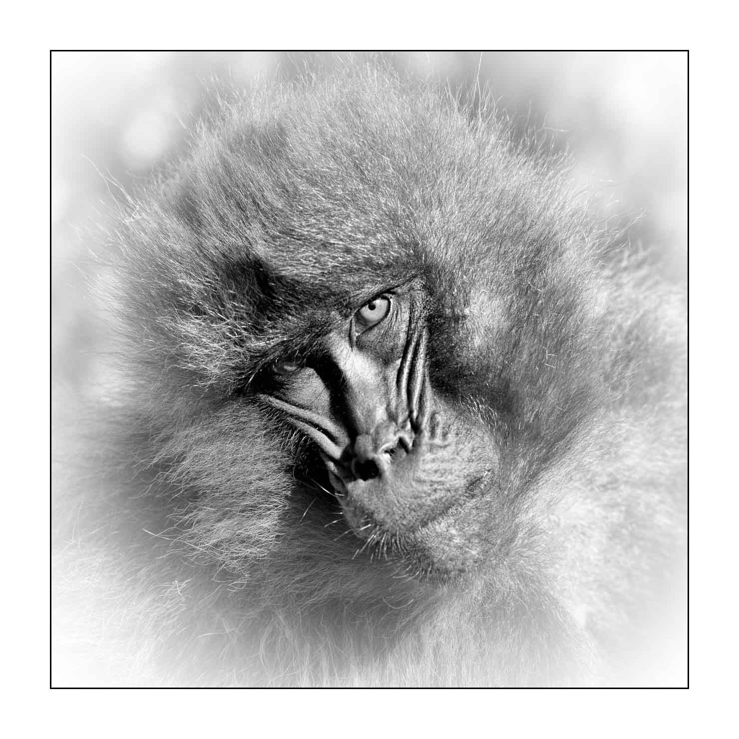 nuances-de-noirs-et-de-blancs/032-portraits-de-geladas/fr/08-gelada-en-ethiopie-en-noir-et-blanc-20181111ETHGEL0281B