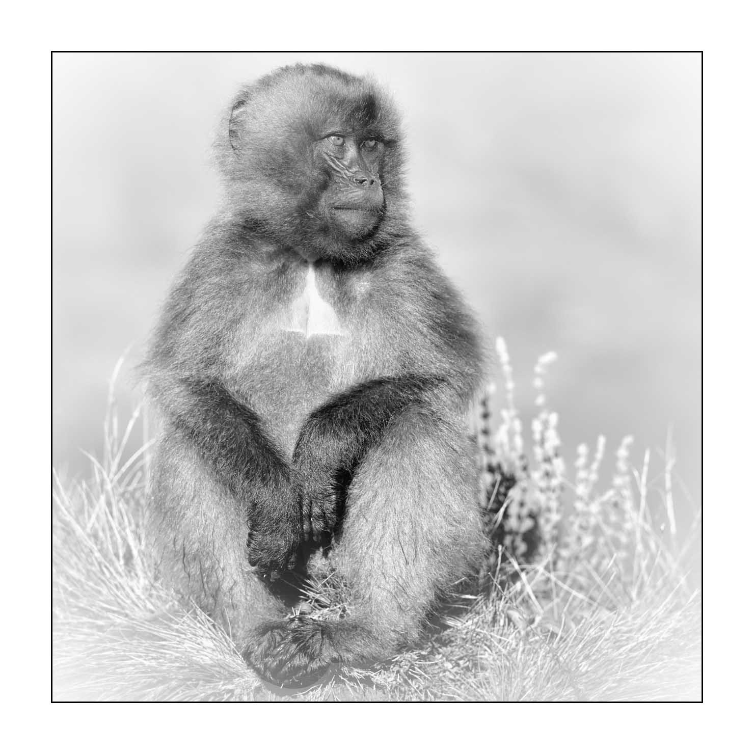 nuances-de-noirs-et-de-blancs/032-portraits-de-geladas/fr/11-gelada-en-ethiopie-en-noir-et-blanc-20181111ETHGEL0170B