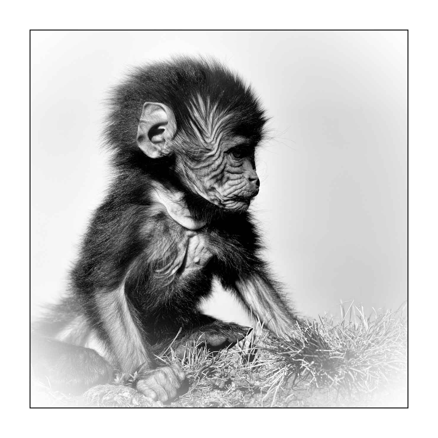 nuances-de-noirs-et-de-blancs/032-portraits-de-geladas/fr/15-gelada-en-ethiopie-en-noir-et-blanc-20181111ETHGEL0276B