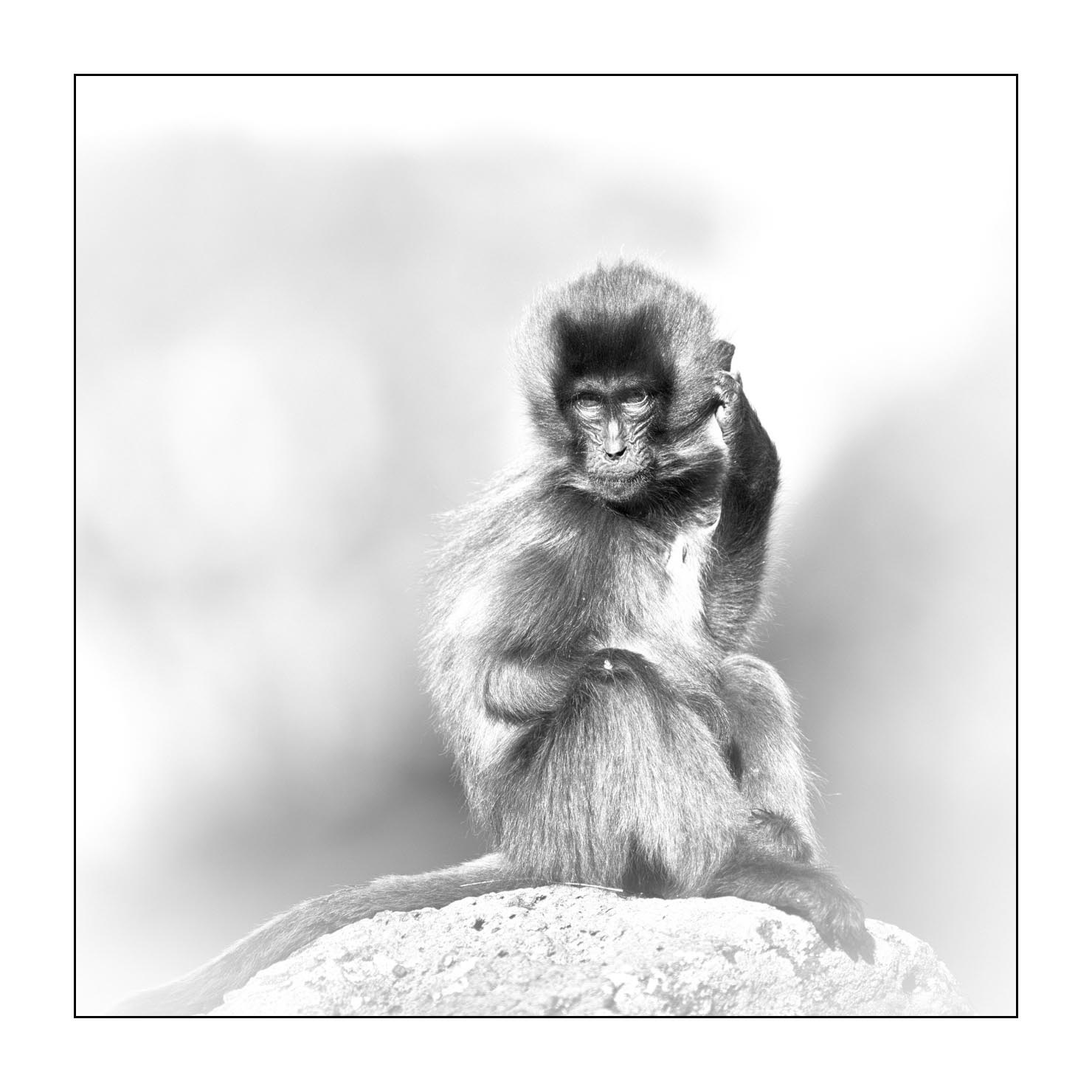 nuances-de-noirs-et-de-blancs/032-portraits-de-geladas/fr/16-gelada-en-ethiopie-en-noir-et-blanc-20181111ETHGEL0398B