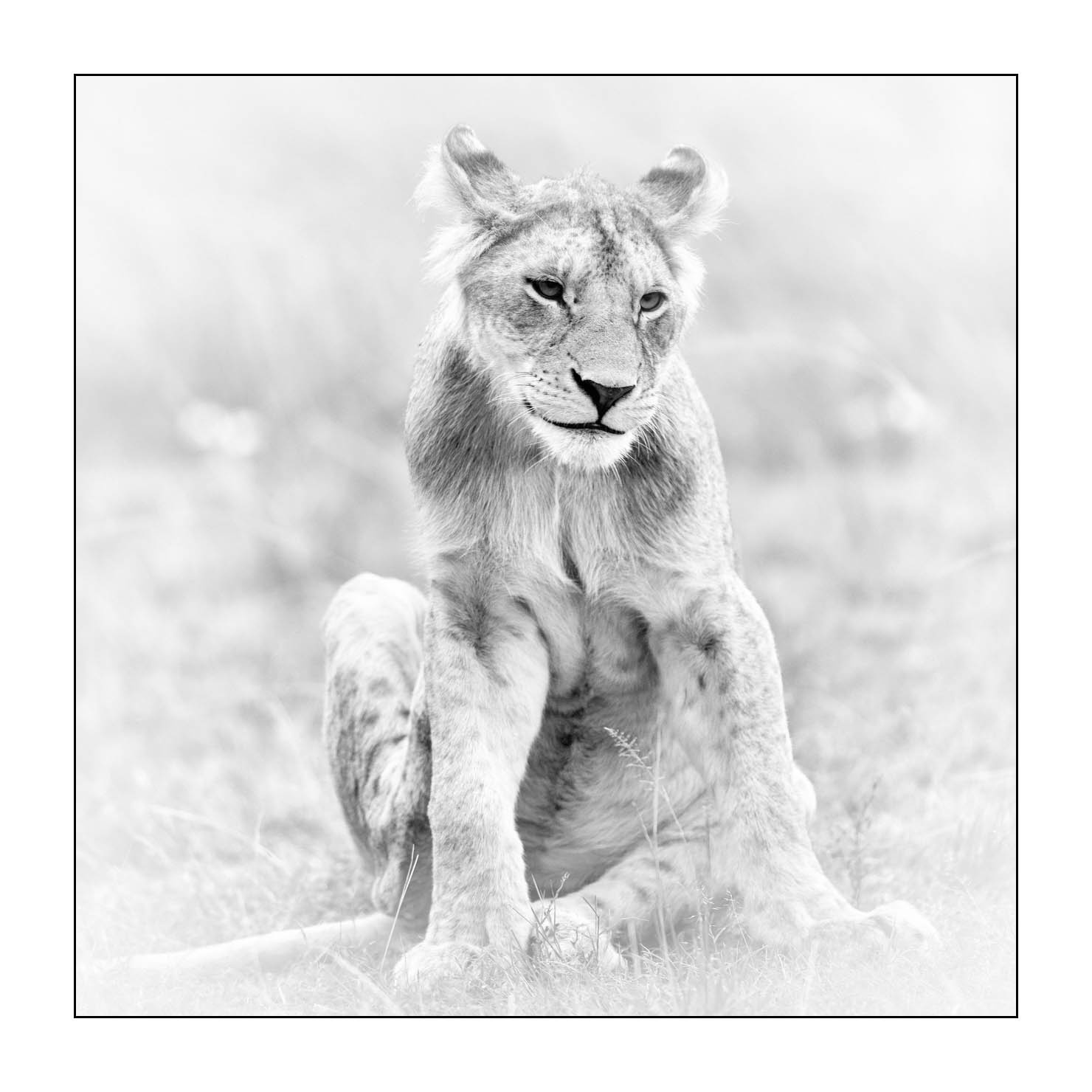 nuances-de-noirs-et-de-blancs/034-portraits-de-lions/fr/13-portrait-d-un-lion-en-noir-et-blanc-170913MASANI7264B