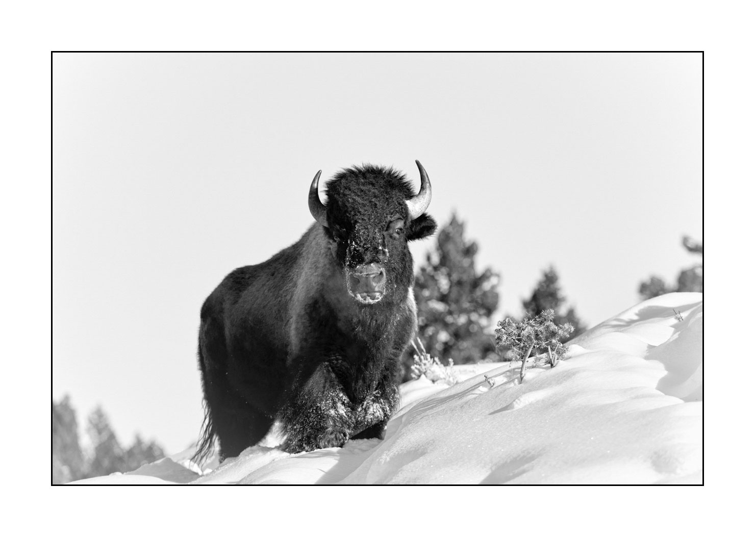 nuances-de-noirs-et-de-blancs/039-merveilles-animalieres-du-yellowstone-en-hiver/en/04-bison-winter-yellowstone-black-and-white-190127YELWLD0041B