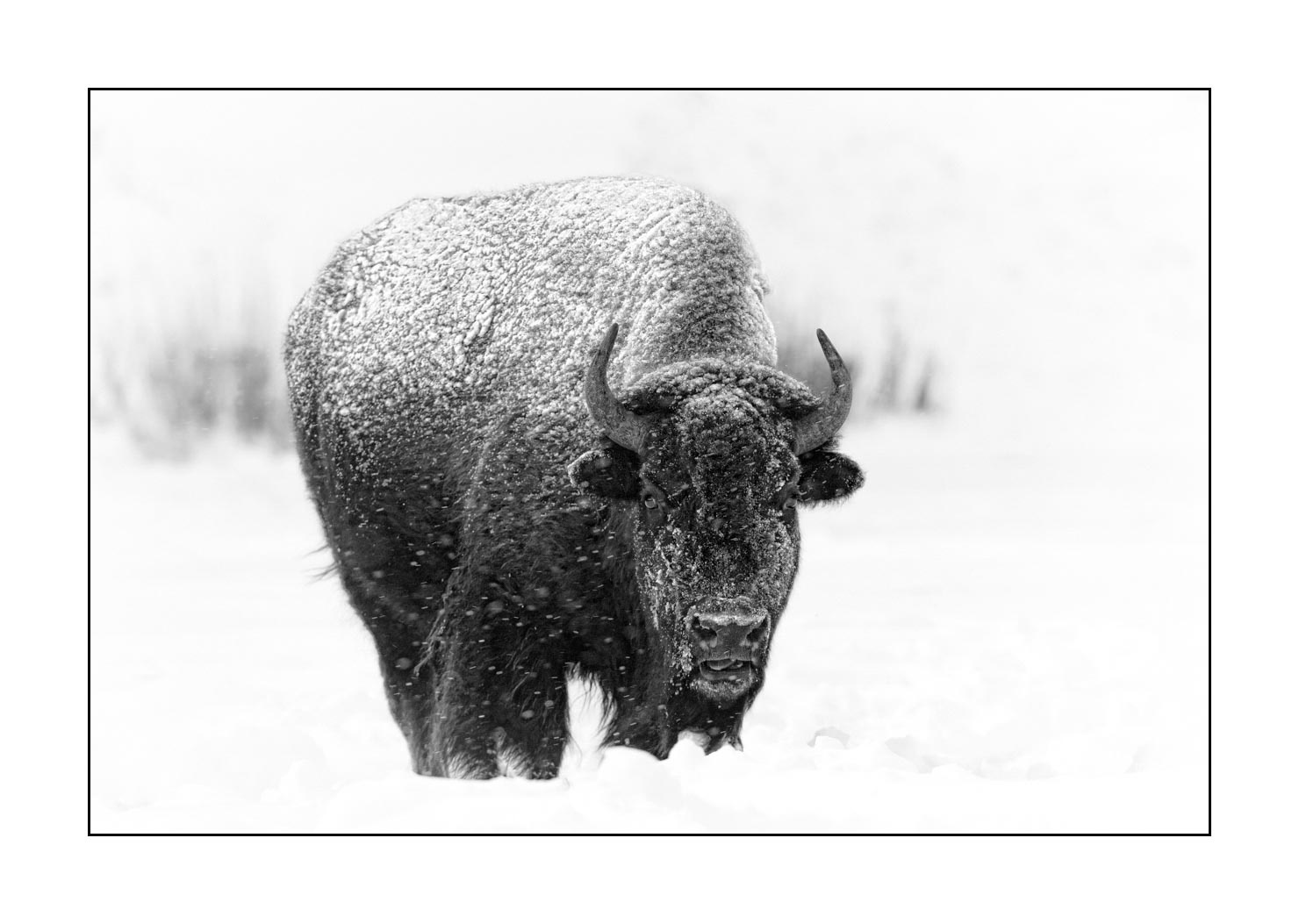 nuances-de-noirs-et-de-blancs/039-merveilles-animalieres-du-yellowstone-en-hiver/en/09-bison-winter-yellowstone-black-and-white-190127YELWLD0084B