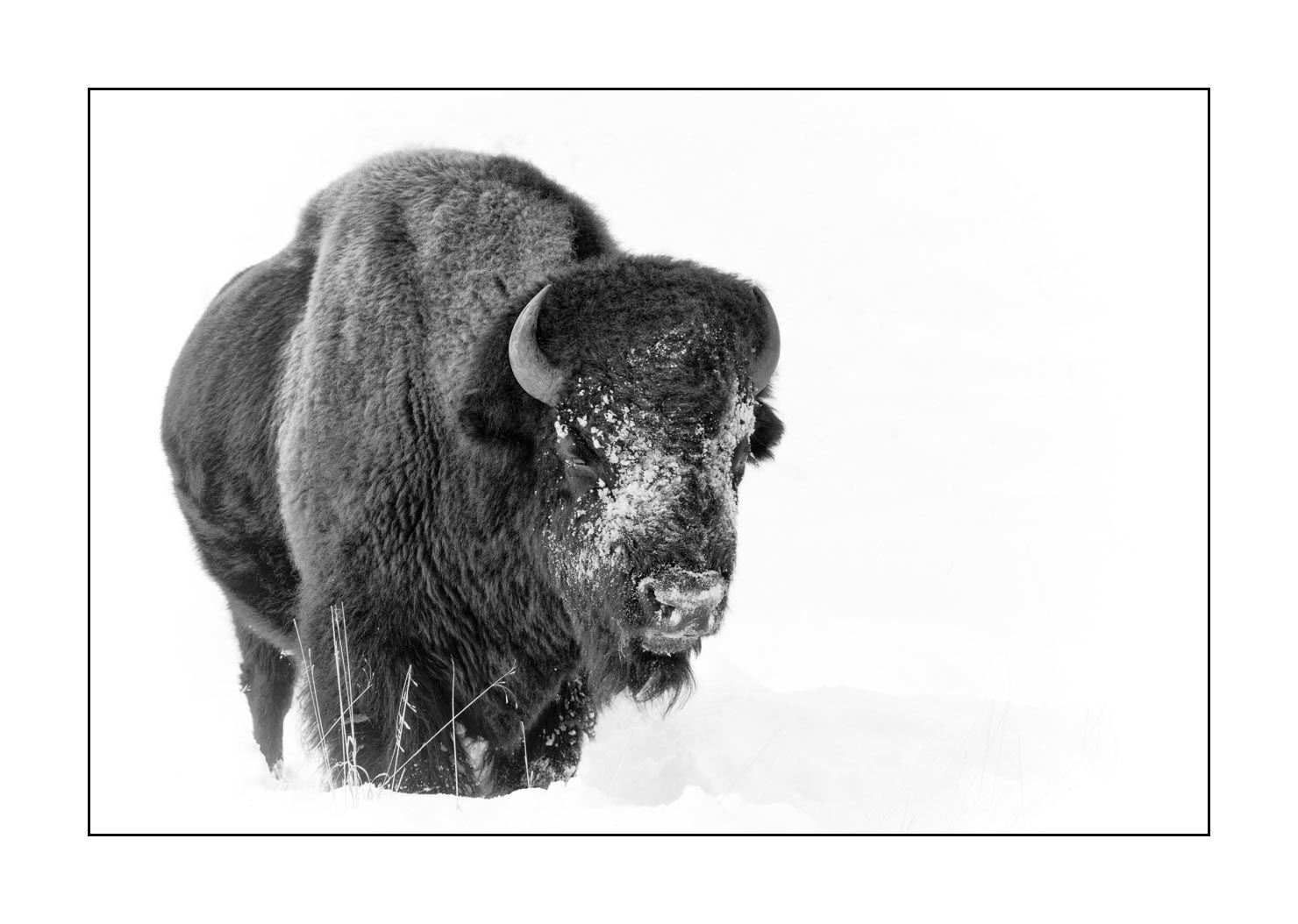 nuances-de-noirs-et-de-blancs/039-merveilles-animalieres-du-yellowstone-en-hiver/en/10-bison-winter-yellowstone-black-and-white-190127YELWLD0205B