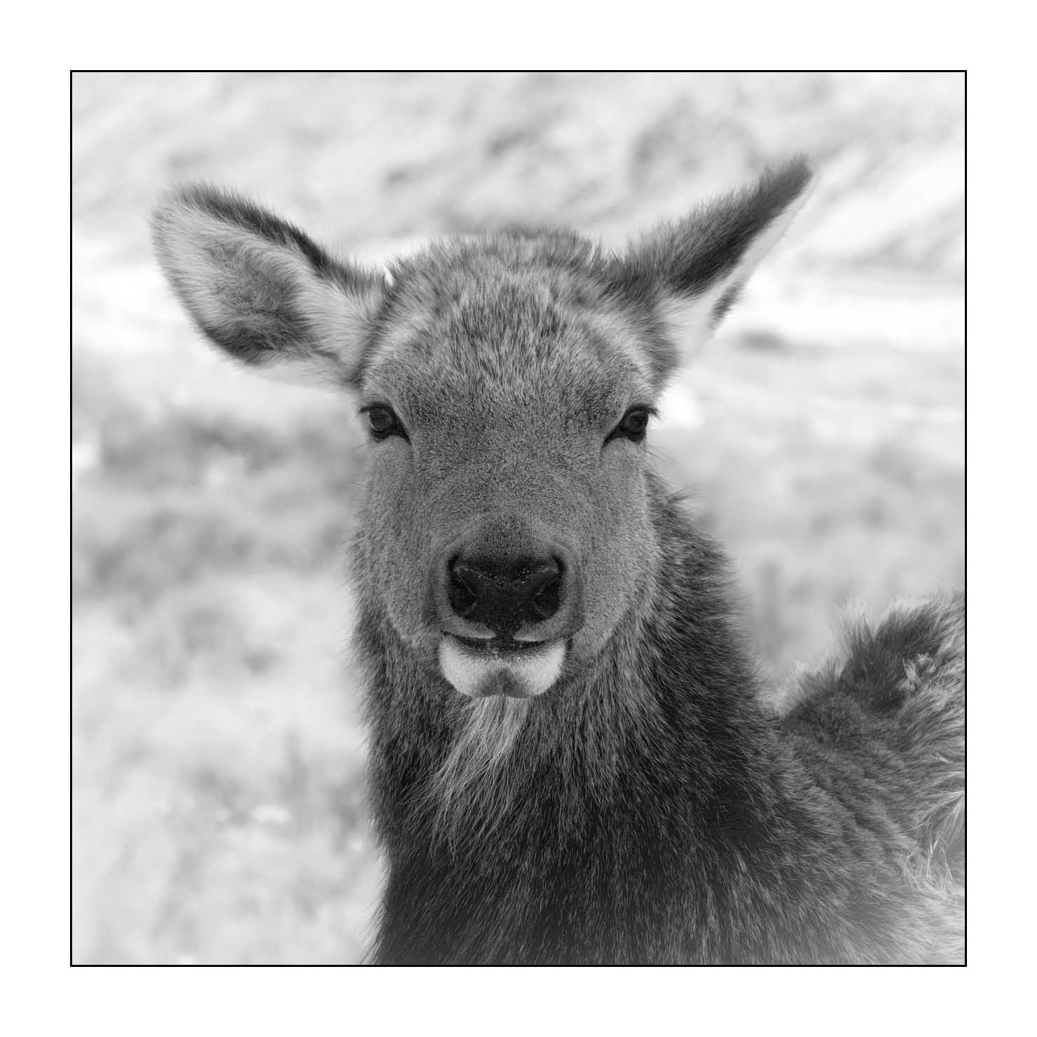 nuances-de-noirs-et-de-blancs/039-merveilles-animalieres-du-yellowstone-en-hiver/en/13-elk-winter-yellowstone-black-and-white-190127YELWLD0270B
