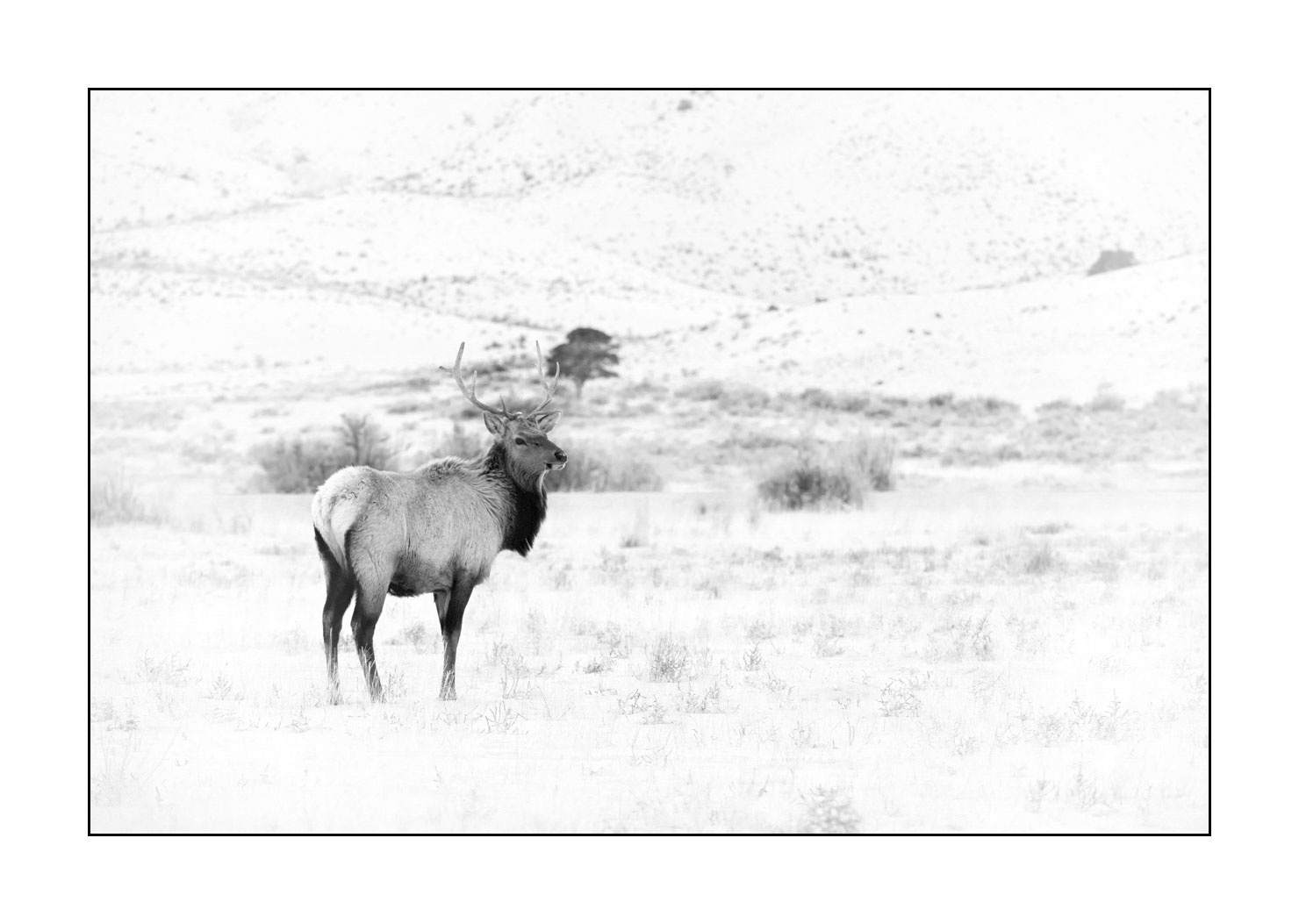 nuances-de-noirs-et-de-blancs/039-merveilles-animalieres-du-yellowstone-en-hiver/en/15-elk-winter-yellowstone-black-and-white-190127YELWLD0379B