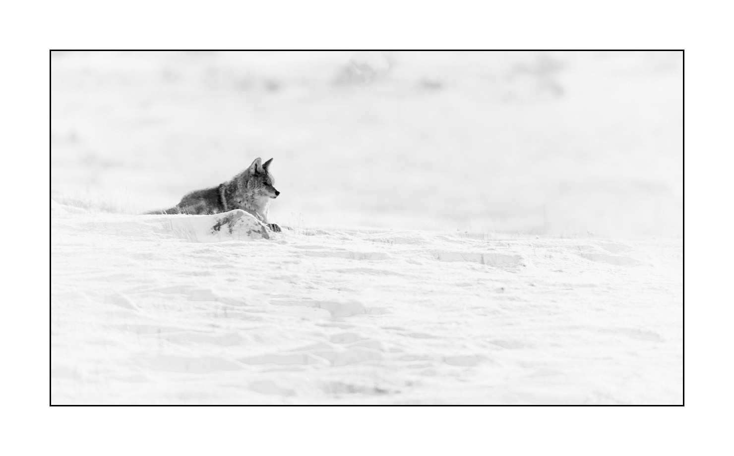 nuances-de-noirs-et-de-blancs/039-merveilles-animalieres-du-yellowstone-en-hiver/en/16-coyote-winter-yellowstone-black-and-white-190127YELWLD0387B