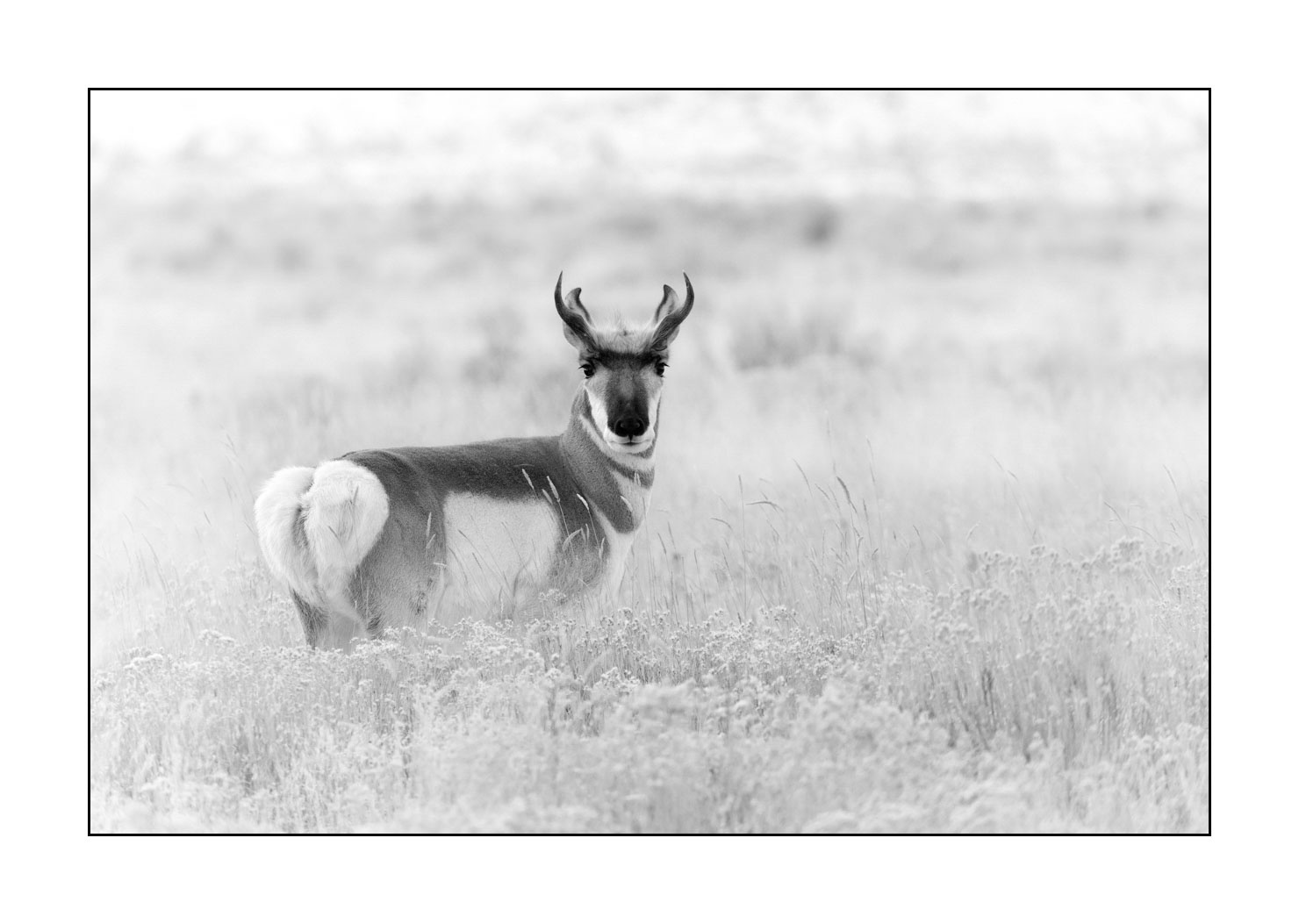 nuances-de-noirs-et-de-blancs/039-merveilles-animalieres-du-yellowstone-en-hiver/en/22-pronghorn-yellowstone-black-and-white-190127YELWLD0565B