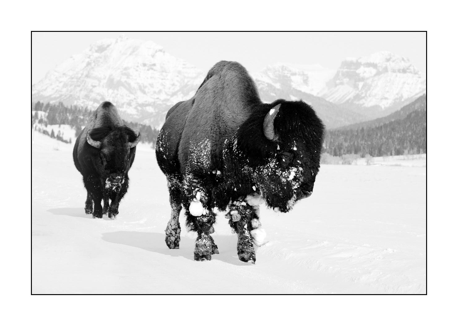 nuances-de-noirs-et-de-blancs/040-portraits-bisons-amerique-du-nord/en/02-american-bison-yellowstone-black-and-white-190127YELWLD0030B
