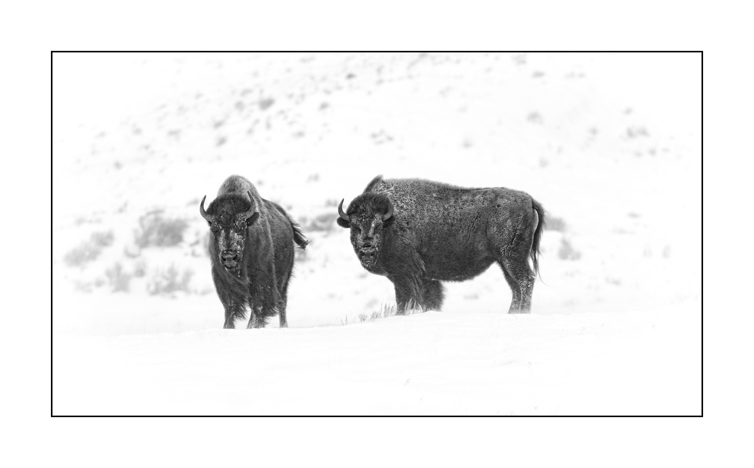 nuances-de-noirs-et-de-blancs/040-portraits-bisons-amerique-du-nord/en/04-american-bison-yellowstone-black-and-white-190127YELWLD0073B