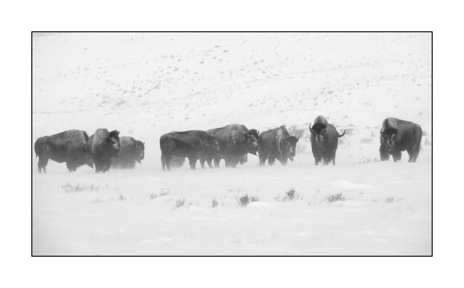 nuances-de-noirs-et-de-blancs/040-portraits-bisons-amerique-du-nord/en/05-american-bison-yellowstone-black-and-white-190127YELWLD0077B