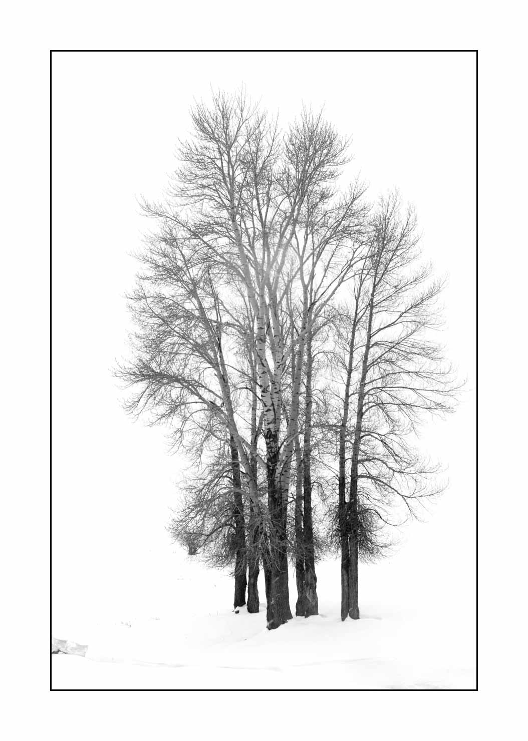 nuances-de-noirs-et-de-blancs/041-merveilles-naturelles-yellowstone-en-hiver/en/04-snowy-landscape-yellowstone-black-and-white-190127YELLAN0079B