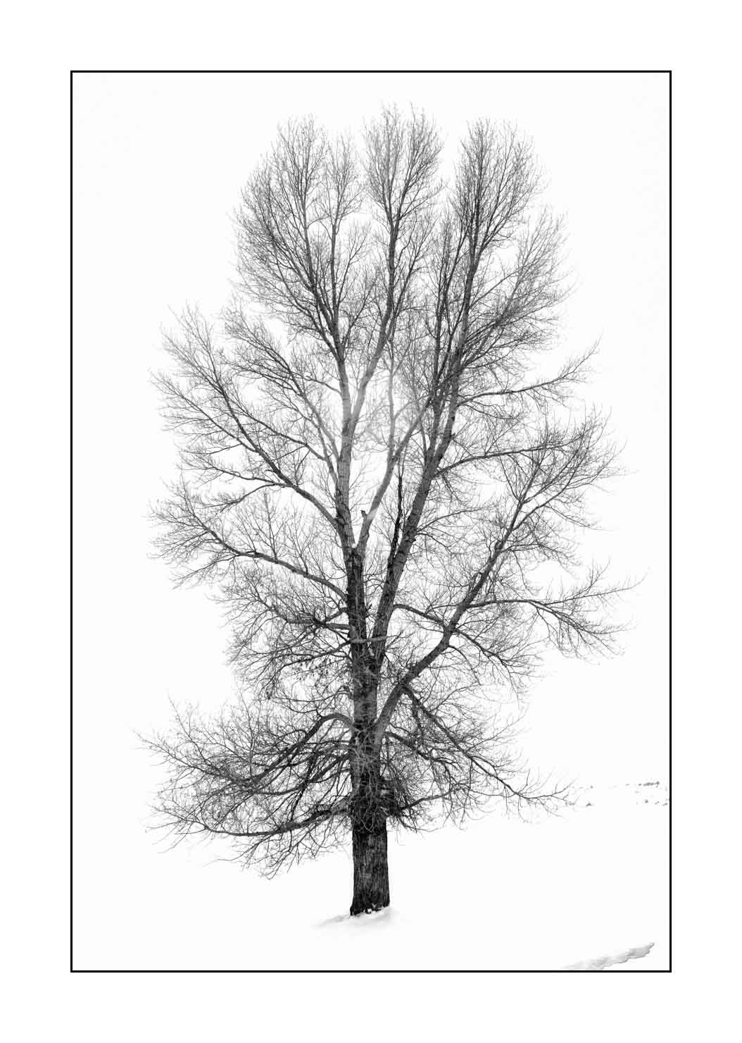 nuances-de-noirs-et-de-blancs/041-merveilles-naturelles-yellowstone-en-hiver/en/05-snowy-landscape-yellowstone-black-and-white-190127YELLAN0080B