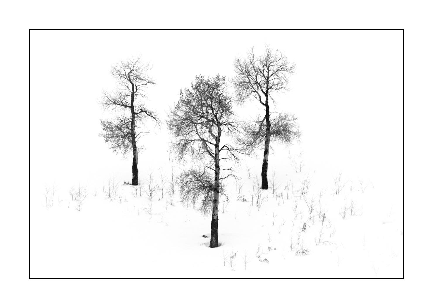 nuances-de-noirs-et-de-blancs/041-merveilles-naturelles-yellowstone-en-hiver/en/06-snowy-landscape-yellowstone-black-and-white-190127YELLAN0099B