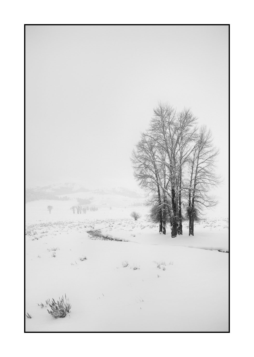 nuances-de-noirs-et-de-blancs/041-merveilles-naturelles-yellowstone-en-hiver/en/28-snowy-landscape-yellowstone-black-and-white-220104YELLAN0078B