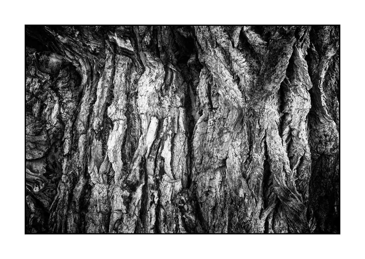 nuances-de-noirs-et-de-blancs/044-les-rides-du-temps/fr/04-ecorce-d-arbre-en-noir-et-blanc-190508UTACPICON0066B
