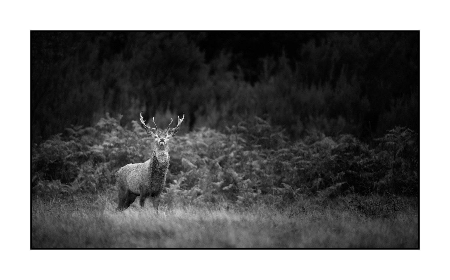 nuances-de-noirs-et-de-blancs/046-regards-de-cerfs-pendant-le-brame/edition-limitee/en/06-look-of-a-red-deer-stag-190920CHMBRA1227B