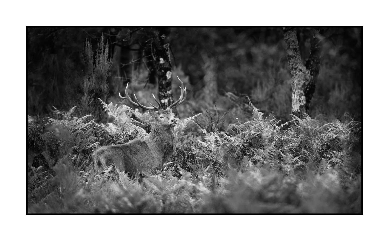 nuances-de-noirs-et-de-blancs/046-regards-de-cerfs-pendant-le-brame/edition-limitee/en/07-look-of-a-red-deer-stag-190920CHMBRA0251B