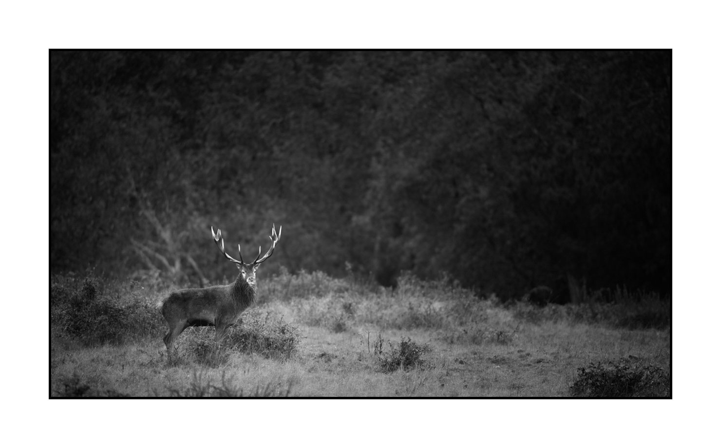 nuances-de-noirs-et-de-blancs/046-regards-de-cerfs-pendant-le-brame/edition-limitee/en/08-look-of-a-red-deer-stag-190920CHMBRA0844B