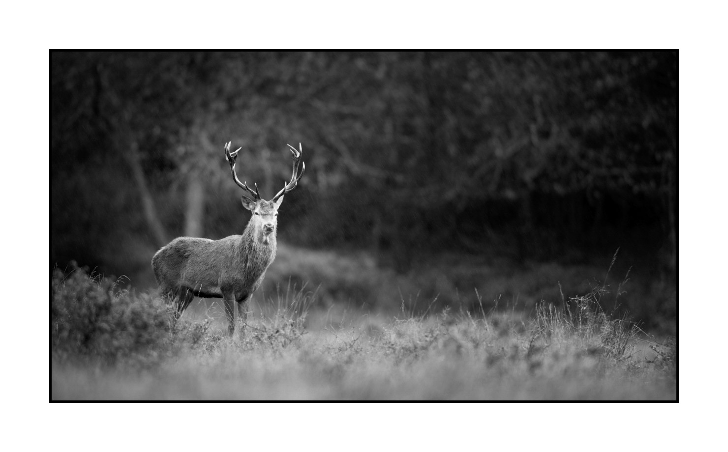 nuances-de-noirs-et-de-blancs/046-regards-de-cerfs-pendant-le-brame/edition-limitee/en/09-look-of-a-red-deer-stag-190920CHMBRA1096B