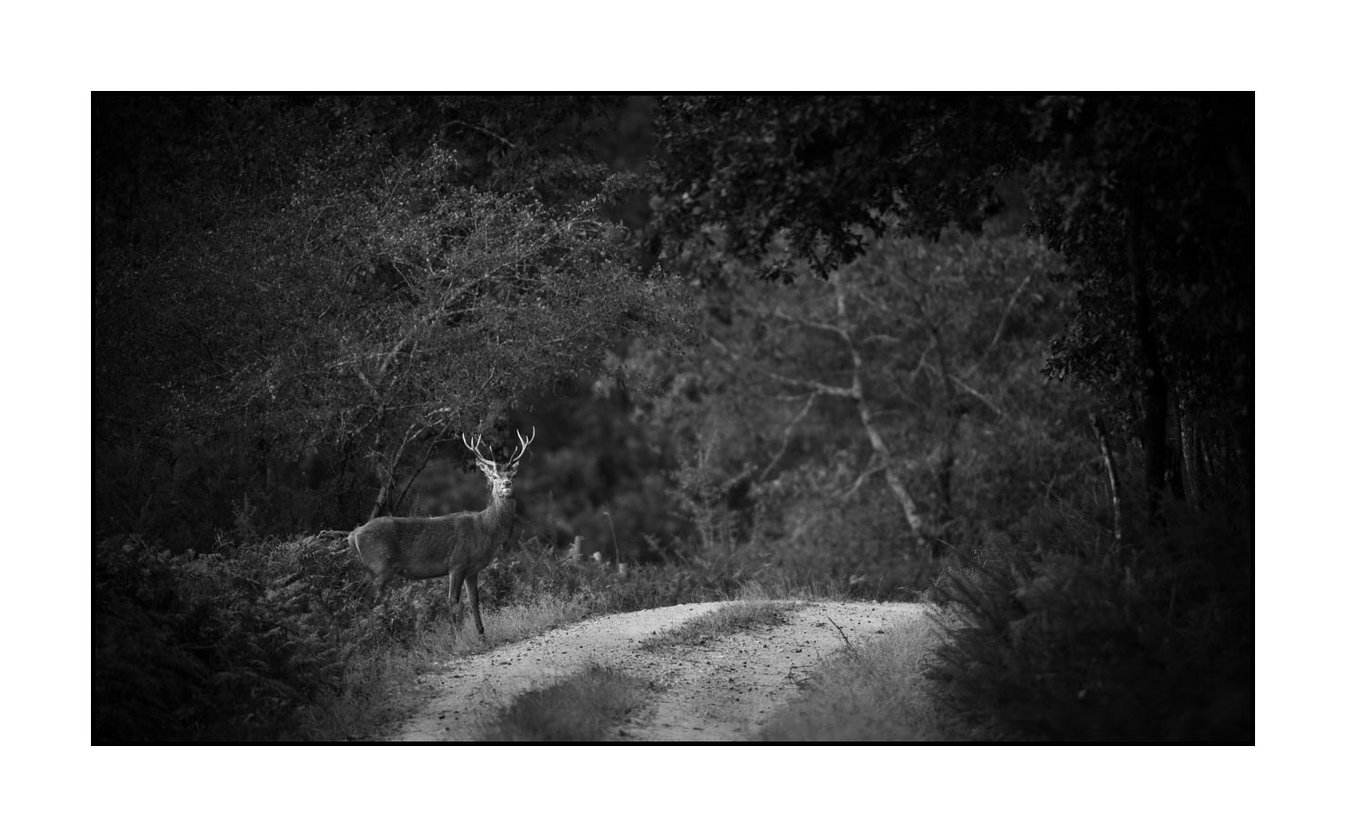 nuances-de-noirs-et-de-blancs/046-regards-de-cerfs-pendant-le-brame/edition-limitee/en/11-look-of-a-red-deer-stag-190920CHMBRA0010B
