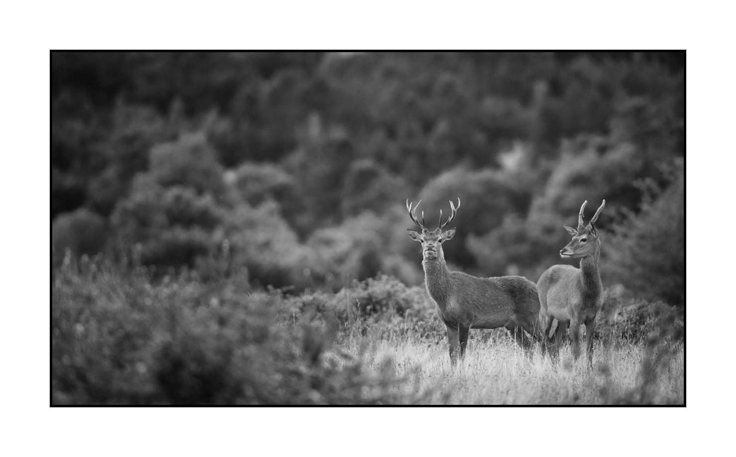 nuances-de-noirs-et-de-blancs/046-regards-de-cerfs-pendant-le-brame/edition-limitee/en/12-look-of-a-red-deer-stag-190920CHMBRA0065B