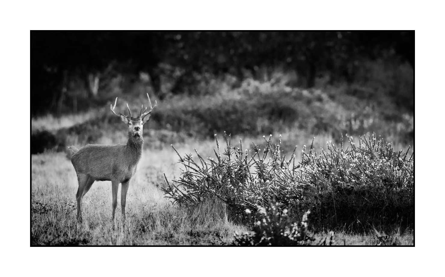 nuances-de-noirs-et-de-blancs/046-regards-de-cerfs-pendant-le-brame/edition-limitee/en/13-look-of-a-red-deer-stag-190920CHMBRA0168B