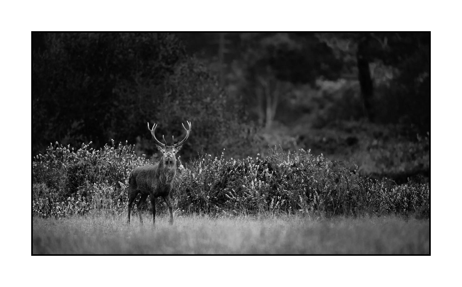 nuances-de-noirs-et-de-blancs/046-regards-de-cerfs-pendant-le-brame/edition-limitee/en/14-look-of-a-red-deer-stag-190920CHMBRA0204B