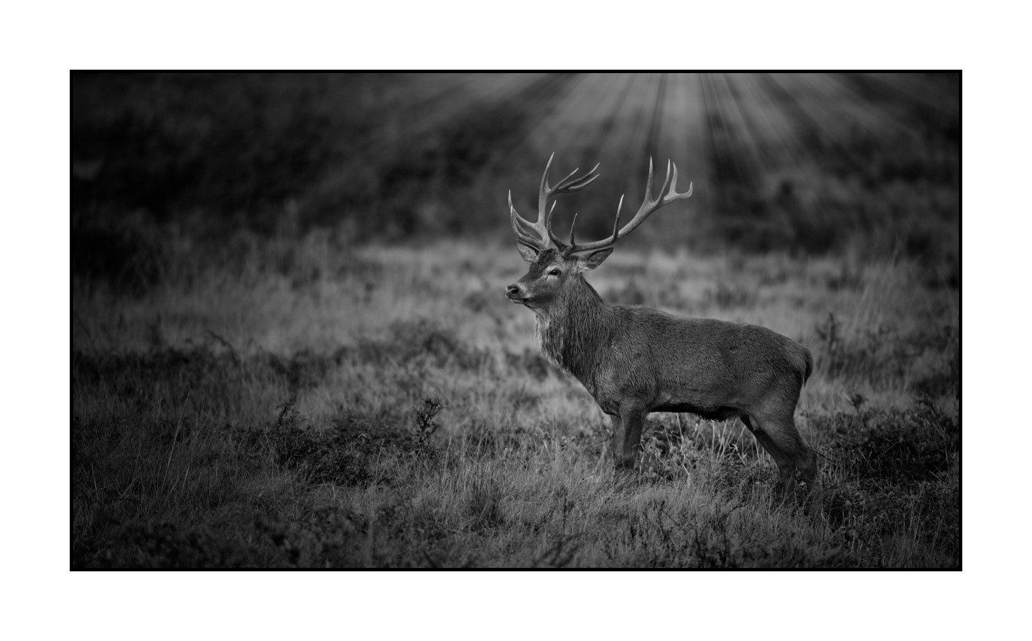 nuances-de-noirs-et-de-blancs/046-regards-de-cerfs-pendant-le-brame/edition-limitee/en/15-look-of-a-red-deer-stag-200928CHABRA0276B