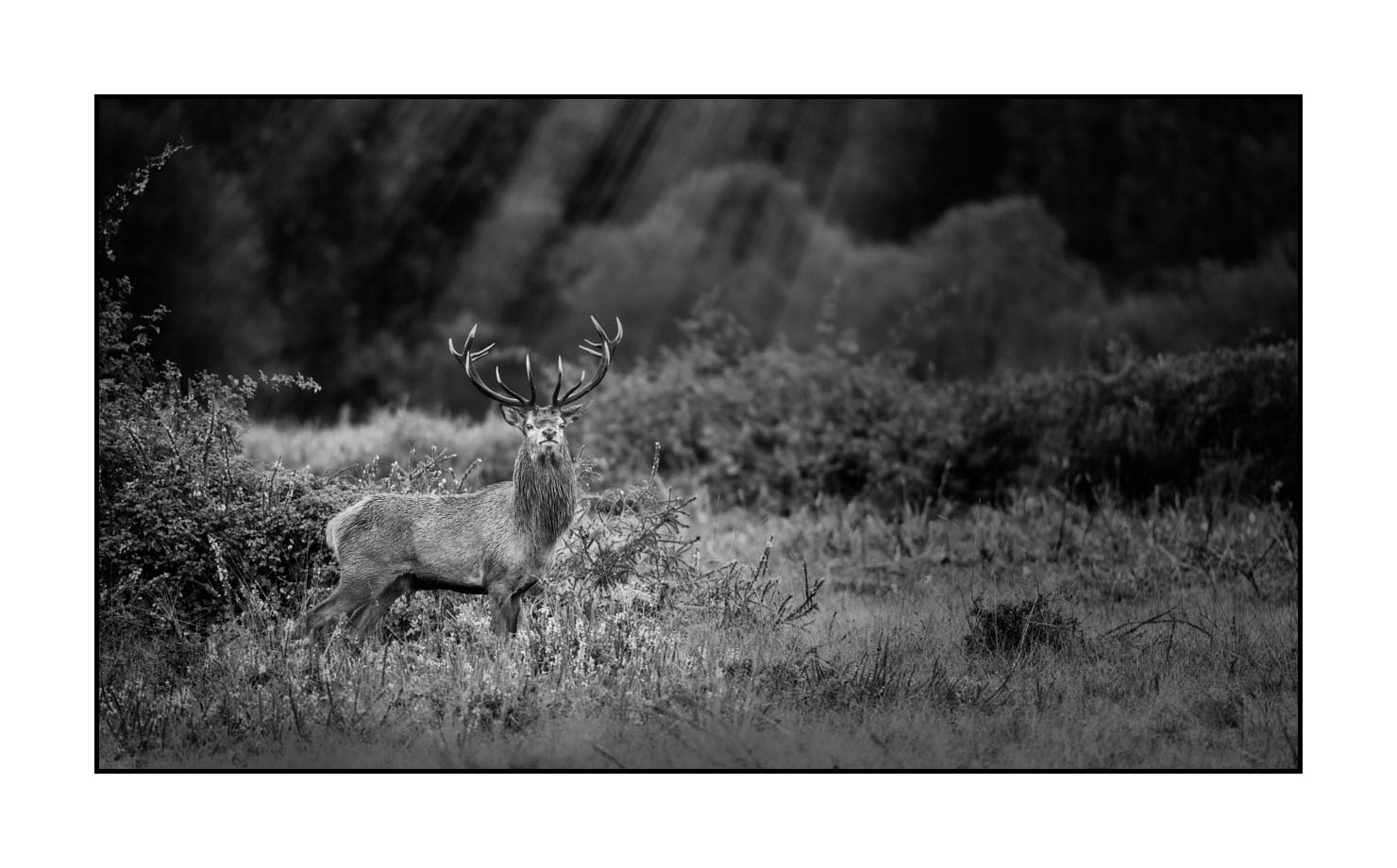 nuances-de-noirs-et-de-blancs/046-regards-de-cerfs-pendant-le-brame/edition-limitee/en/16-look-of-a-red-deer-stag-200928CHABRA0491B