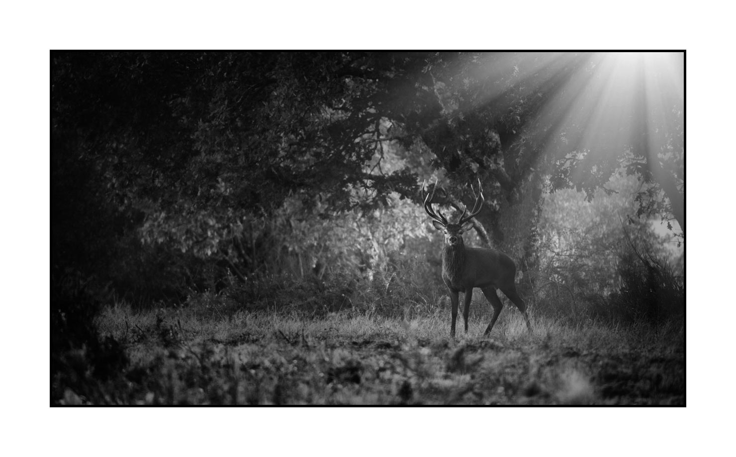 nuances-de-noirs-et-de-blancs/046-regards-de-cerfs-pendant-le-brame/edition-limitee/en/18-look-of-a-red-deer-stag-200928CHABRA0655B