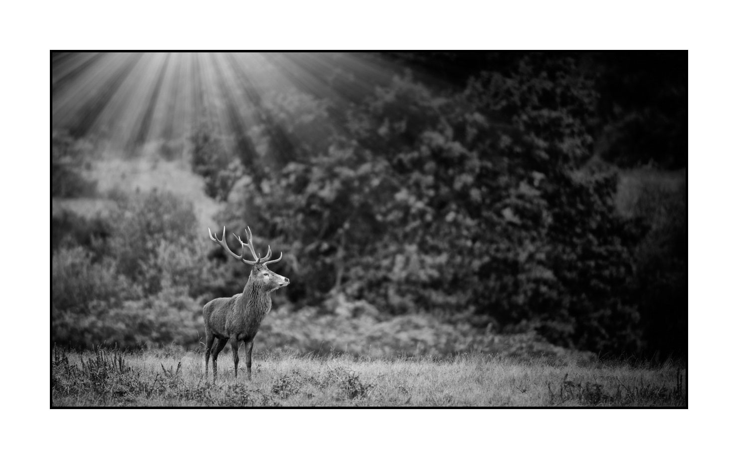 nuances-de-noirs-et-de-blancs/046-regards-de-cerfs-pendant-le-brame/edition-limitee/en/19-look-of-a-red-deer-stag-200928CHABRA0755B