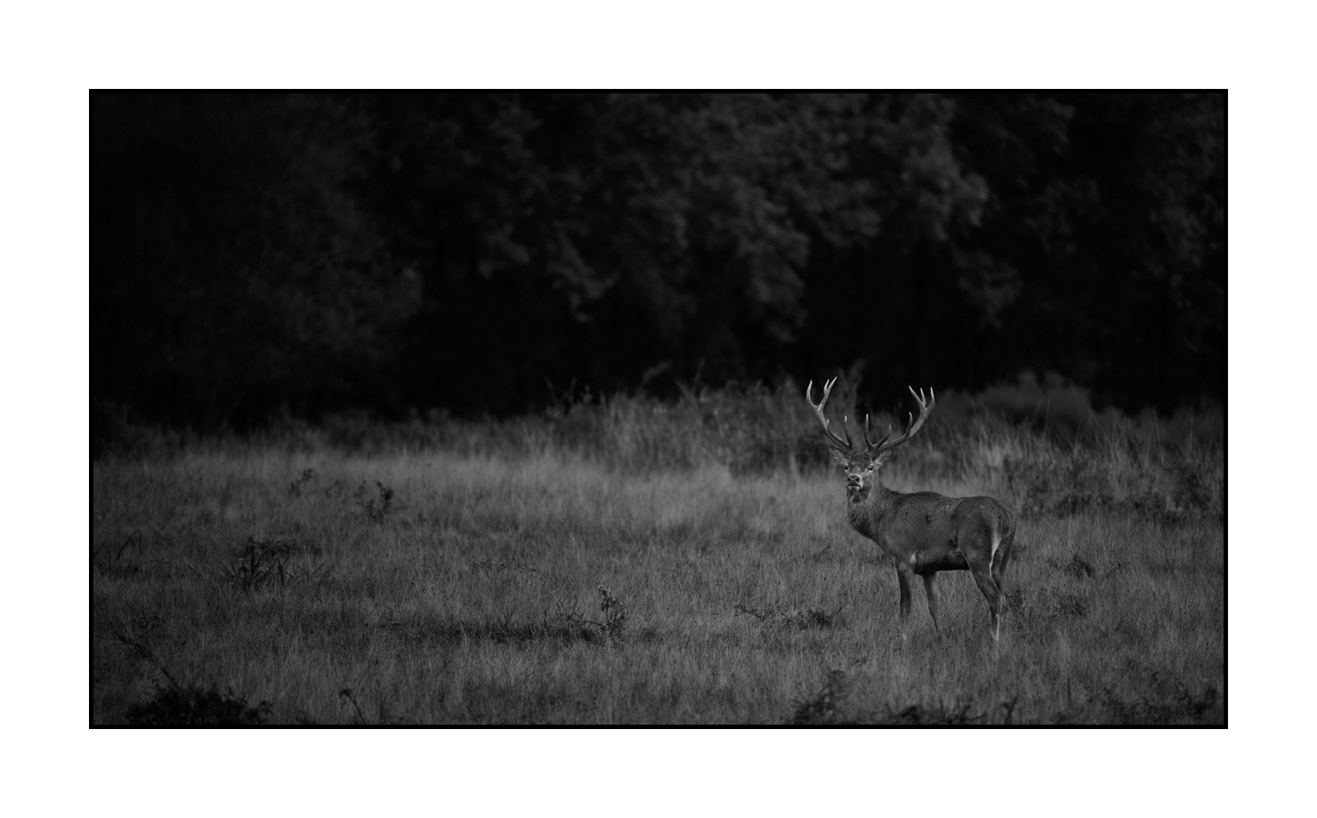 nuances-de-noirs-et-de-blancs/046-regards-de-cerfs-pendant-le-brame/edition-limitee/en/21-look-of-a-red-deer-stag-200928CHABRA0208B