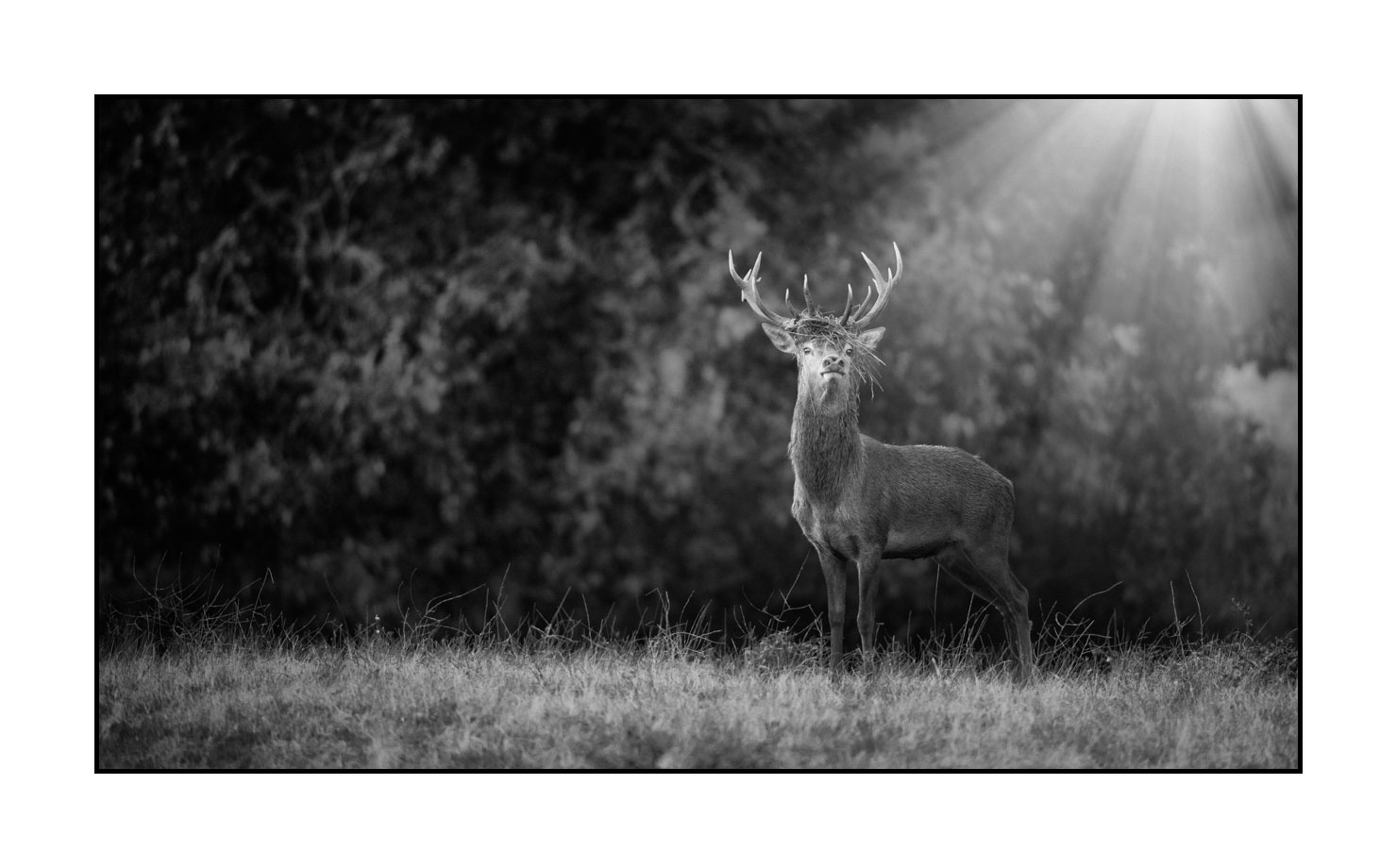 nuances-de-noirs-et-de-blancs/046-regards-de-cerfs-pendant-le-brame/edition-limitee/en/22-look-of-a-red-deer-stag-200928CHABRA0982B