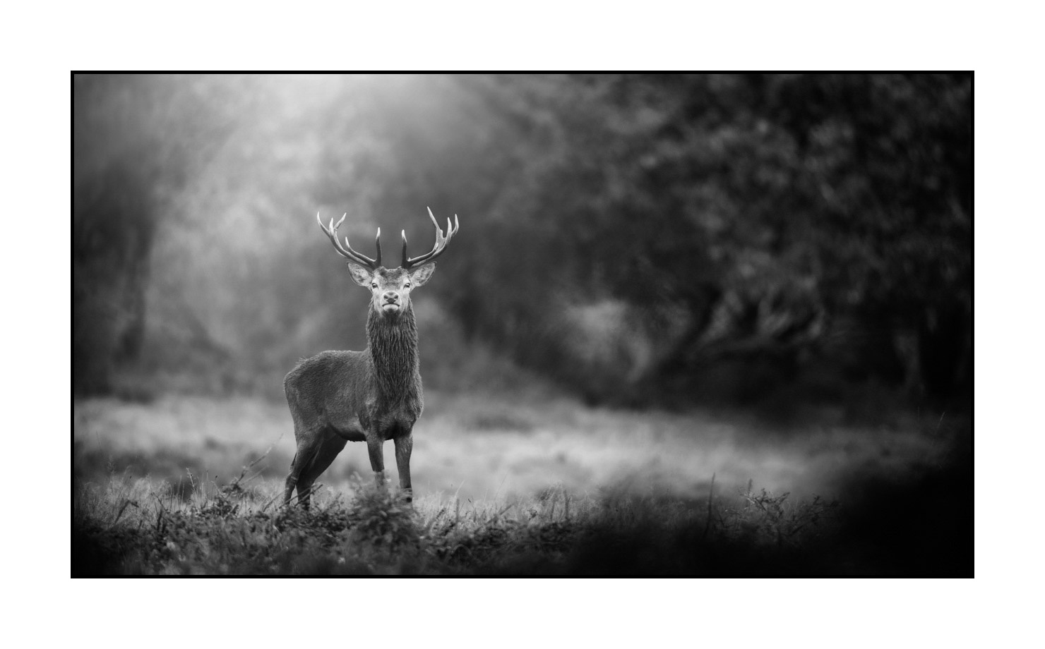 nuances-de-noirs-et-de-blancs/046-regards-de-cerfs-pendant-le-brame/edition-limitee/en/23-look-of-a-red-deer-stag-200928CHABRA1061B