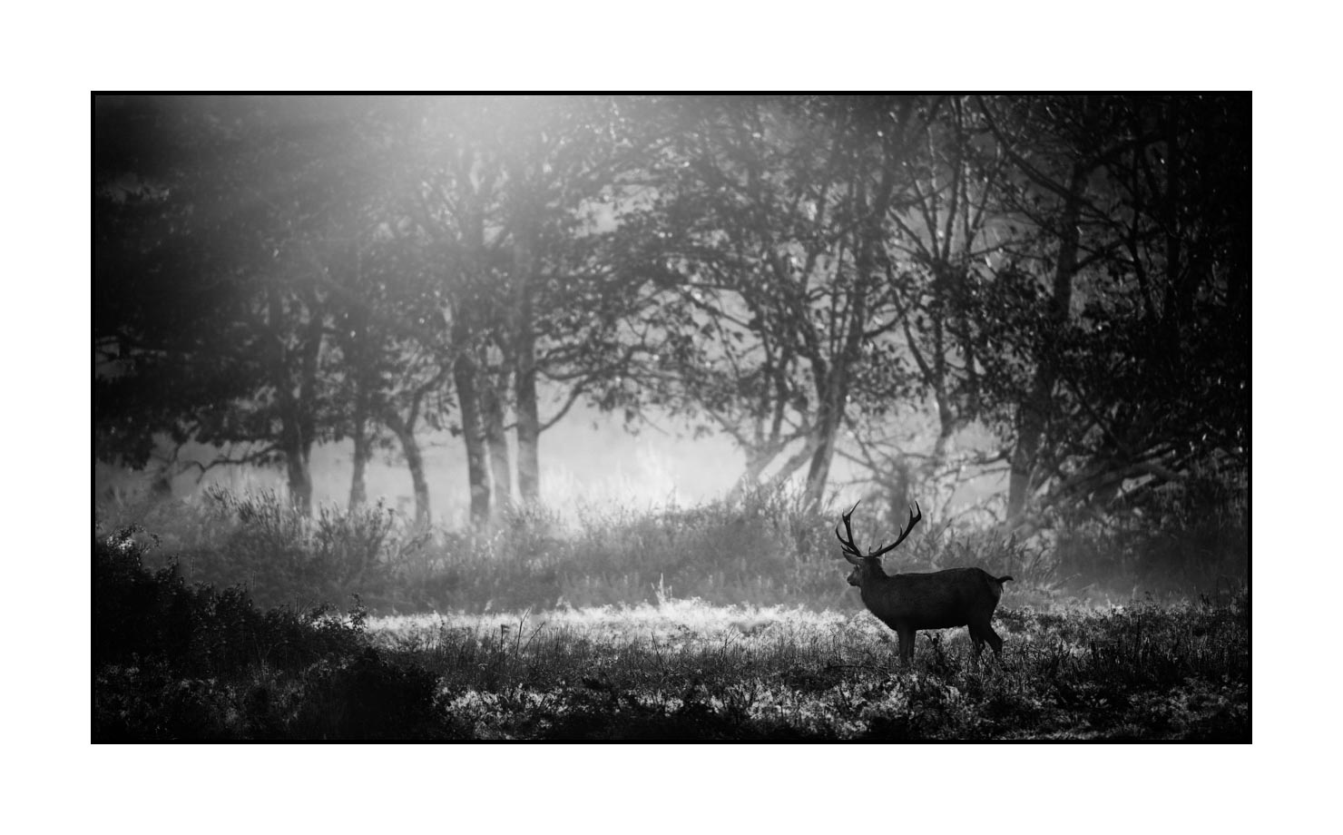 nuances-de-noirs-et-de-blancs/046-regards-de-cerfs-pendant-le-brame/edition-limitee/en/24-look-of-a-red-deer-stag-200928CHABRA1215B