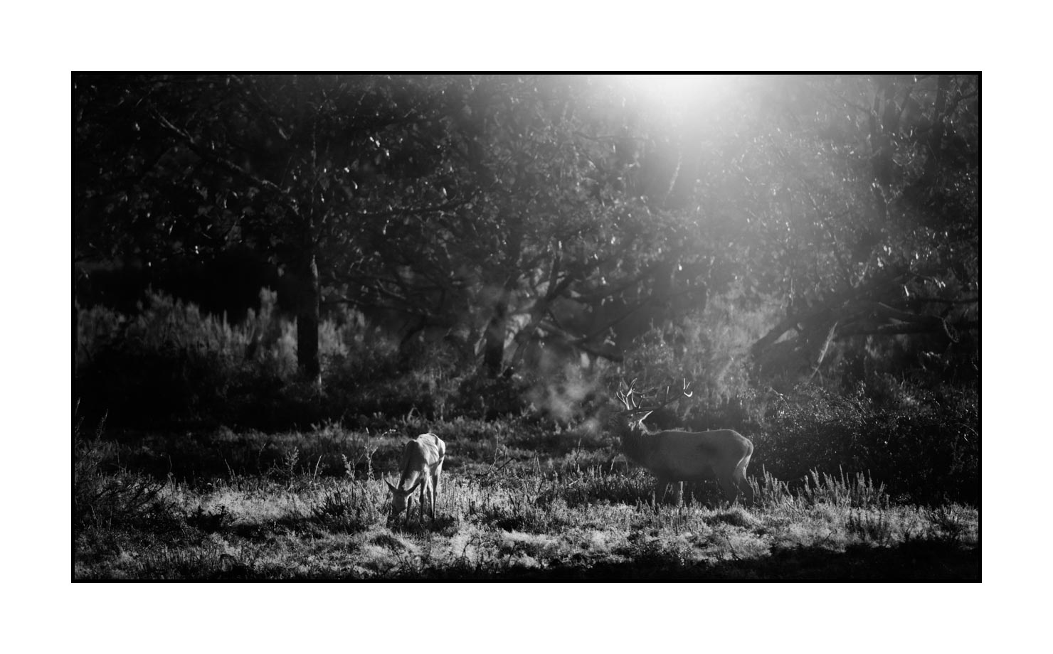 nuances-de-noirs-et-de-blancs/046-regards-de-cerfs-pendant-le-brame/edition-limitee/en/25-look-of-a-red-deer-stag-200928CHABRA1318B