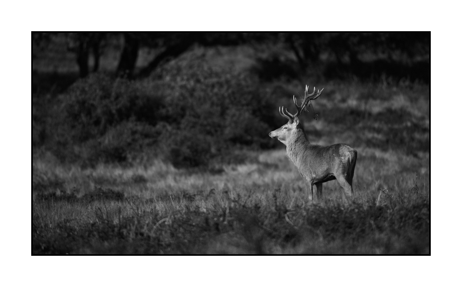 nuances-de-noirs-et-de-blancs/046-regards-de-cerfs-pendant-le-brame/edition-limitee/en/26-look-of-a-red-deer-stag-200928CHABRA0363B