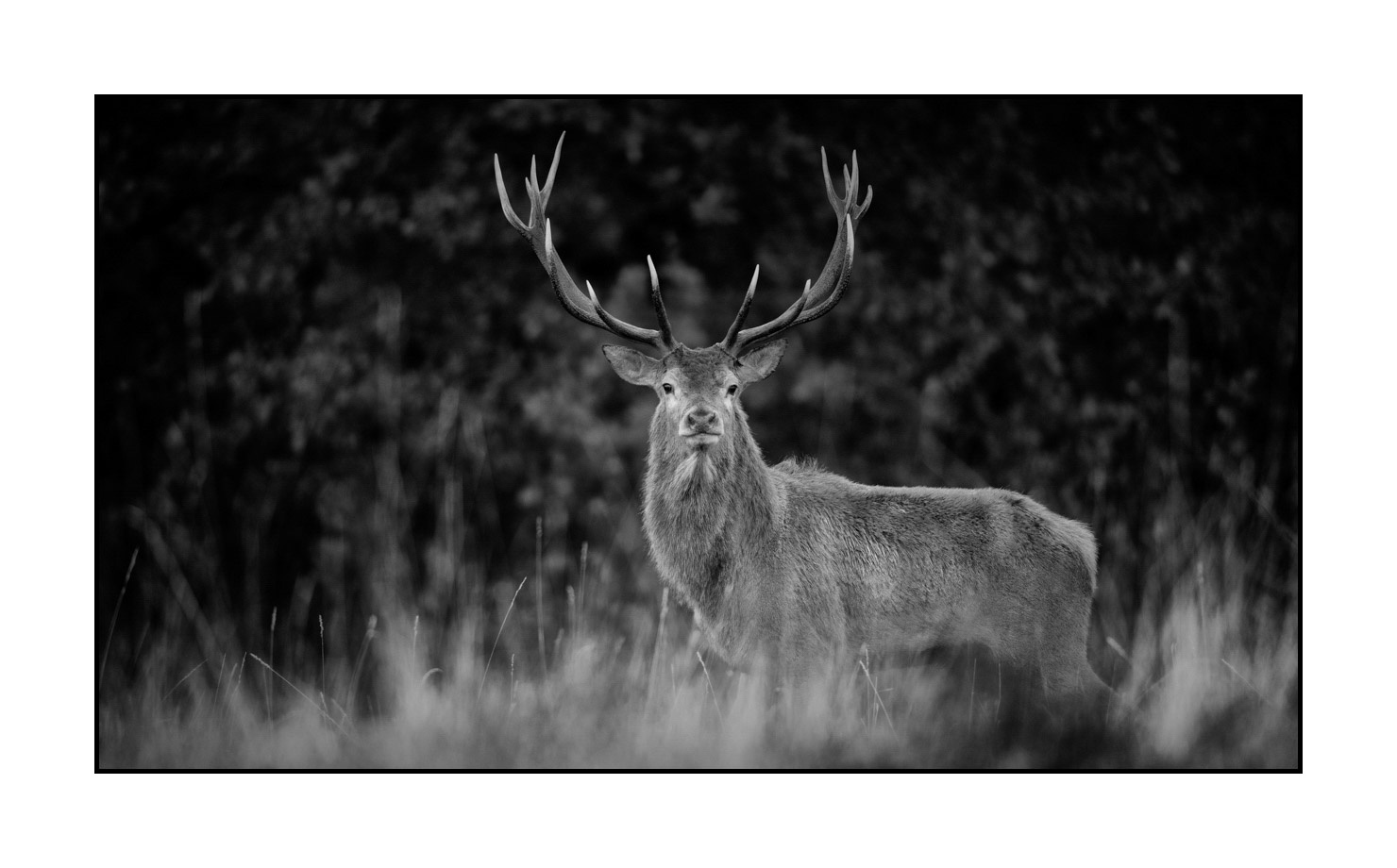 nuances-de-noirs-et-de-blancs/046-regards-de-cerfs-pendant-le-brame/edition-limitee/en/27-look-of-a-red-deer-stag-200928CHABRA1048B