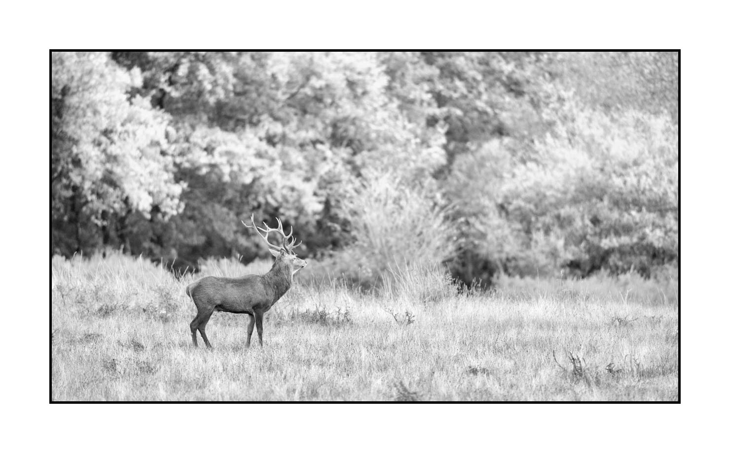 nuances-de-noirs-et-de-blancs/046-regards-de-cerfs-pendant-le-brame/edition-limitee/en/29-look-of-a-red-deer-stag-200928CHABRA0227B