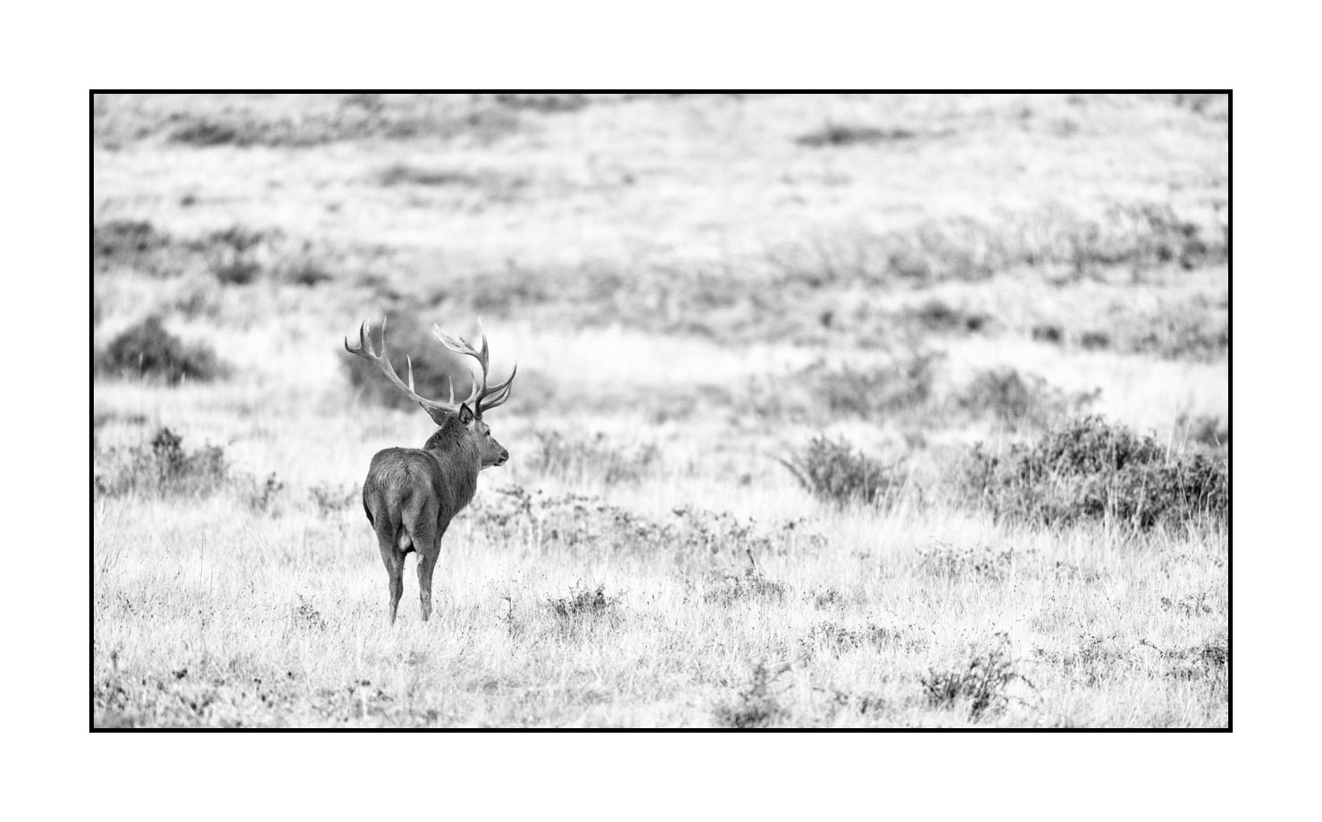 nuances-de-noirs-et-de-blancs/046-regards-de-cerfs-pendant-le-brame/edition-limitee/en/30-look-of-a-red-deer-stag-200928CHABRA0303B