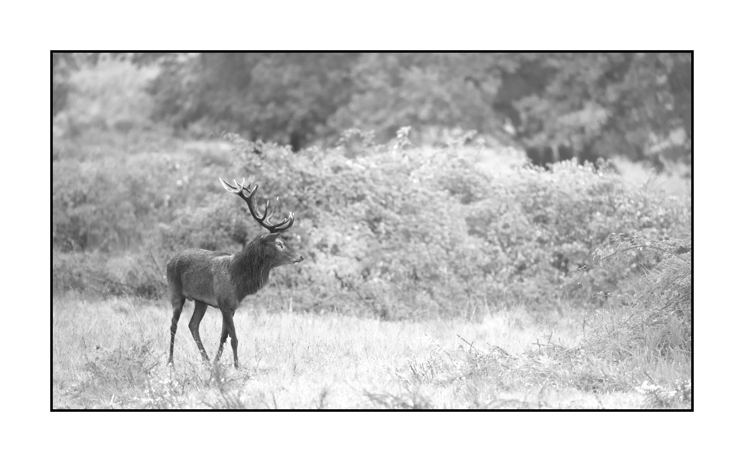 nuances-de-noirs-et-de-blancs/046-regards-de-cerfs-pendant-le-brame/edition-limitee/en/32-look-of-a-red-deer-stag-200928CHABRA0842B