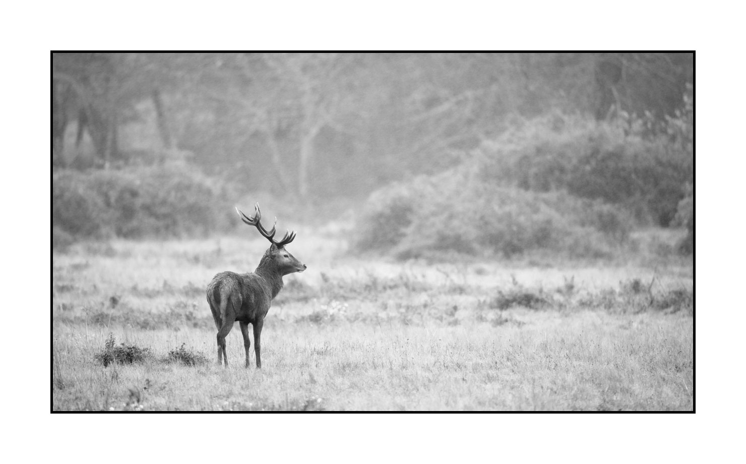 nuances-de-noirs-et-de-blancs/046-regards-de-cerfs-pendant-le-brame/edition-limitee/en/33-look-of-a-red-deer-stag-200928CHABRA0961B