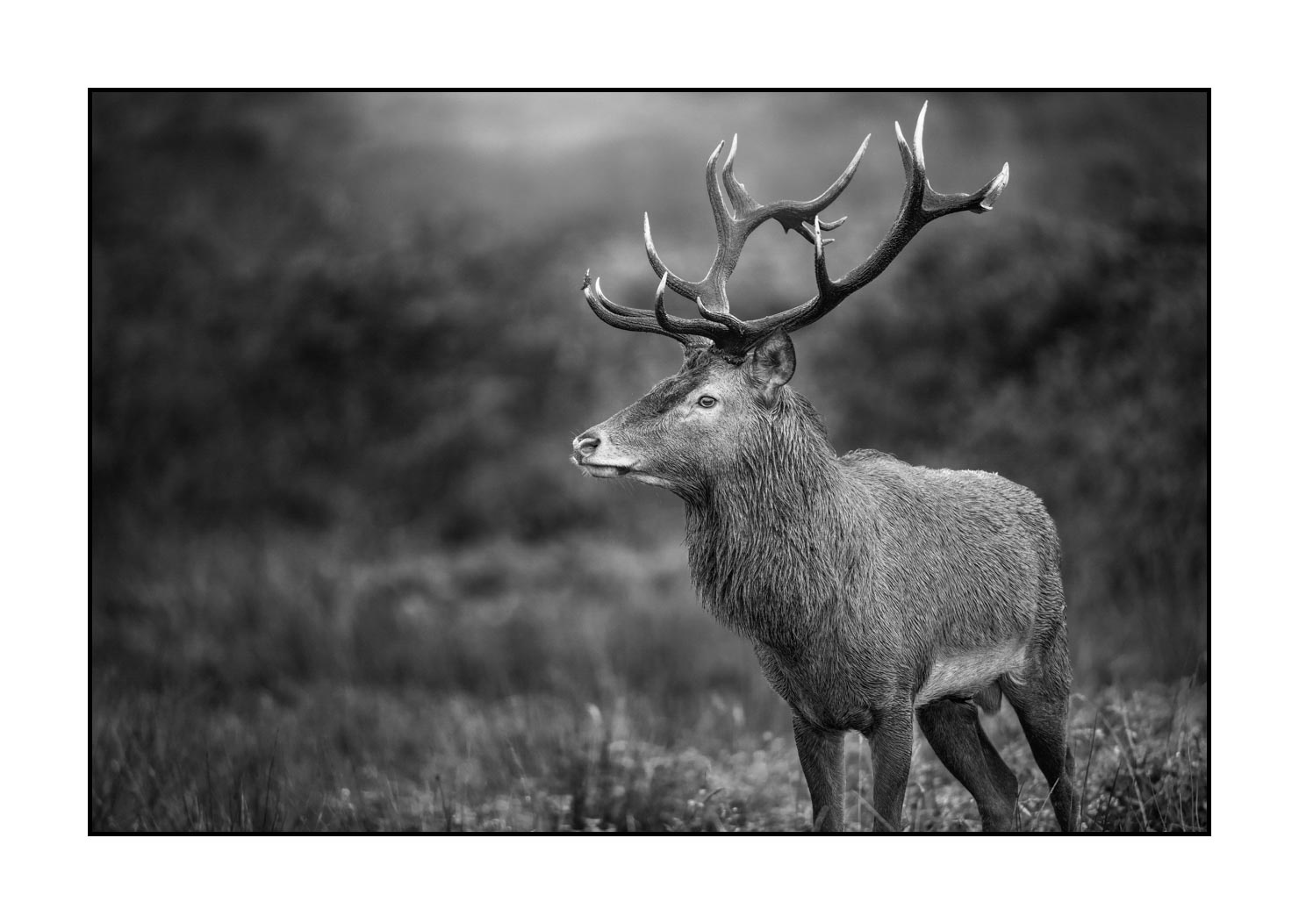 nuances-de-noirs-et-de-blancs/046-regards-de-cerfs-pendant-le-brame/edition-limitee/en/34-look-of-a-red-deer-stag-20210926BRACHA0009B