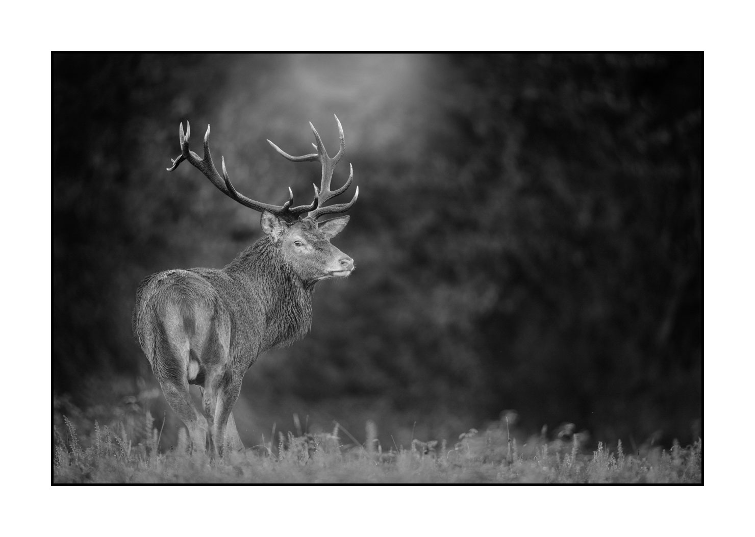 nuances-de-noirs-et-de-blancs/046-regards-de-cerfs-pendant-le-brame/edition-limitee/en/35-look-of-a-red-deer-stag-20210926BRACHA0012B