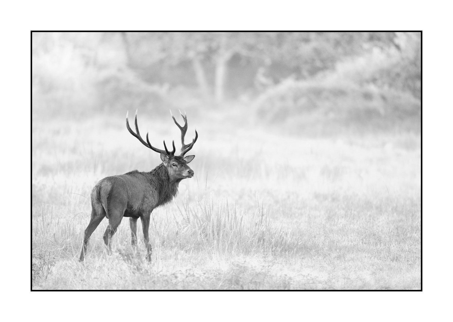 nuances-de-noirs-et-de-blancs/046-regards-de-cerfs-pendant-le-brame/edition-limitee/en/36-look-of-a-red-deer-stag-20210926BRACHA0289B