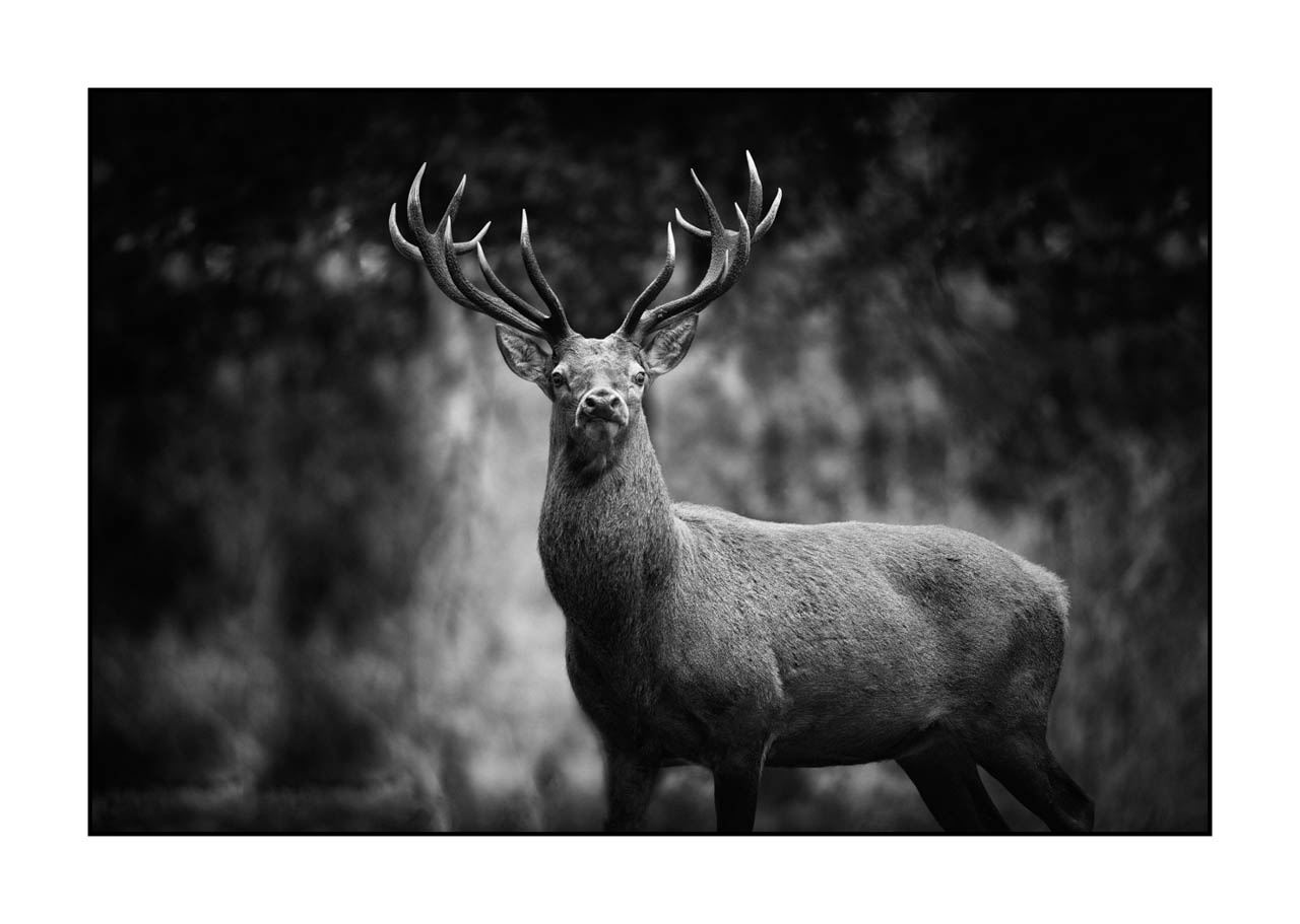 nuances-de-noirs-et-de-blancs/046-regards-de-cerfs-pendant-le-brame/edition-limitee/en/38-look-of-a-red-deer-stag-220925BRACHM0066B