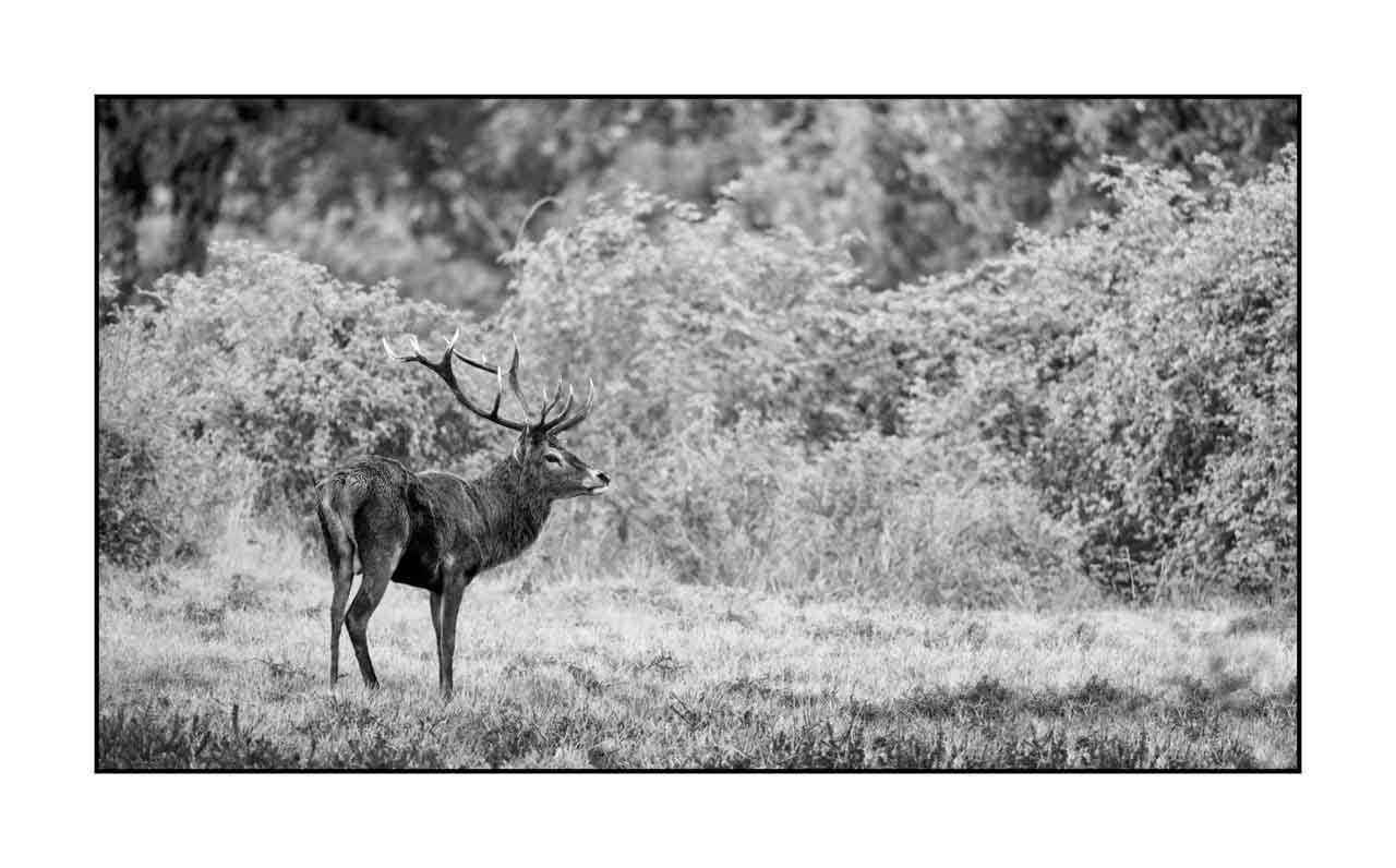 nuances-de-noirs-et-de-blancs/046-regards-de-cerfs-pendant-le-brame/edition-limitee/en/39-look-of-a-red-deer-stag-220926BRACHM0212B