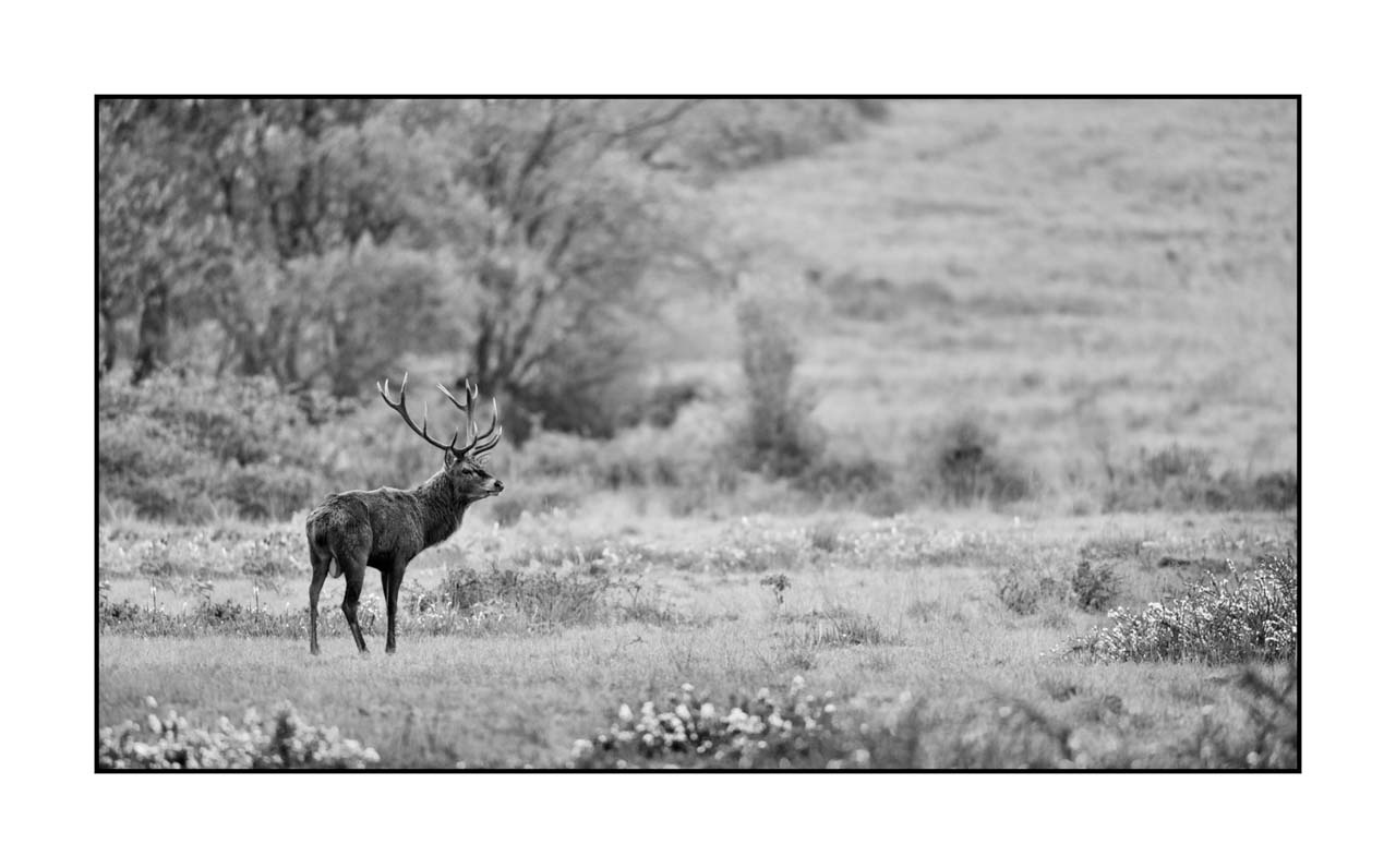 nuances-de-noirs-et-de-blancs/046-regards-de-cerfs-pendant-le-brame/edition-limitee/en/40-look-of-a-red-deer-stag-220926BRACHM0252B